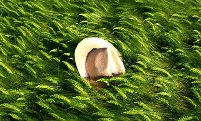 生肖虎贵人是什么属相？属虎人的贵人属相一览？