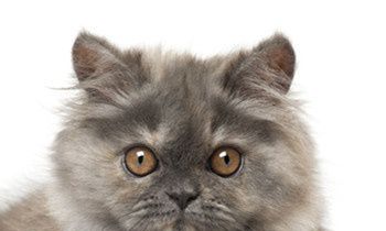 属虎的人怎样获得事业的成功？