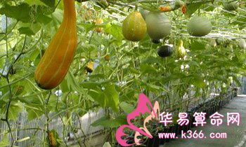 属虎的人最喜欢念叨的事情是什么