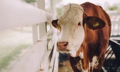 2021辛丑牛年农历八月二十六日出生的星座是什么？