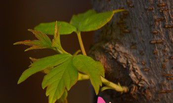 属虎的人最一鸣惊人的一句话是什么