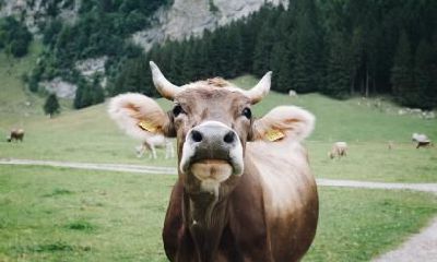 2021辛丑牛年农历八月二十三日出生是哪一个星座？