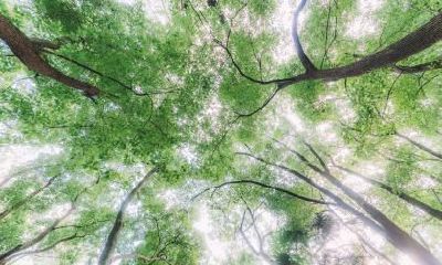 2020年农历十月初三出生女孩五行属土诗意名字