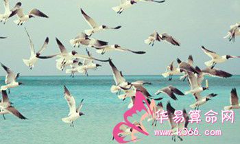 属虎的效率怎么样