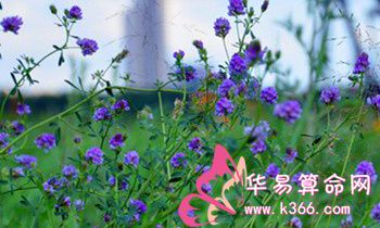 属虎的人有什么魅力