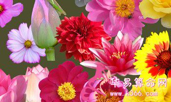 三国中属虎的人物代表有谁