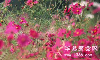 属虎人适合学习的第二外语是什么