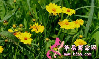 属虎人最想实现的三个愿望是什么