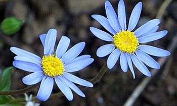 属虎男人会给爱人何种幸福