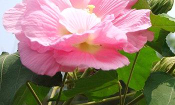 属虎人专属的吉祥风水鱼是什么