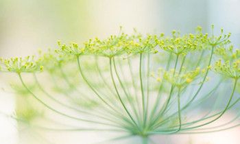 属虎人如何戴饰品保佑情人显心意