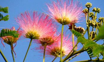 属虎夫妻间的和睦相处之道是怎样的