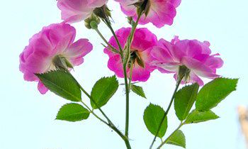 生肖虎招财聚财开运法