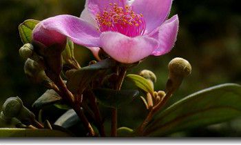 属虎女生的爱情弱点是什么