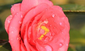 属虎女人要嫁给你的表现是怎样的