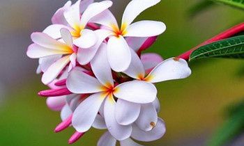 属虎老板最看不上什么样的人