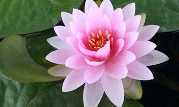 属虎的双重性格的特点