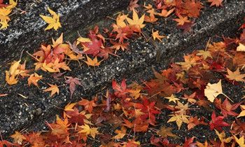 属虎的个人担当指数是怎样的