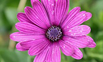 属虎男生不能忍受女友的什么