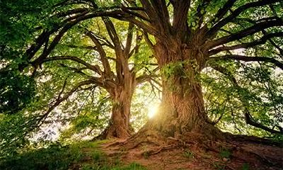 2019年正月十三出生的女孩五行缺火的名字推荐大全