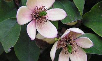 属虎男生应该如何经营爱情