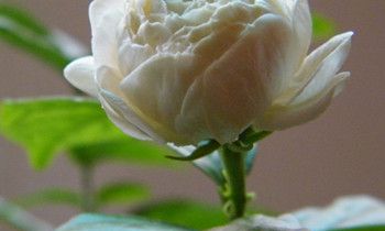 属虎的隐藏性格是什么