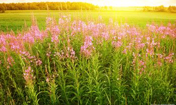 属虎面对爱情时的态度与个性是如何的