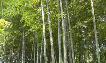 属虎人如何称霸职场武林的