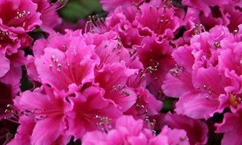 属虎的双重性格特征是什么