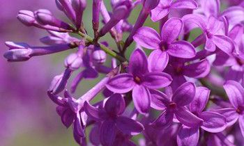 属虎的心血来潮会做些什么