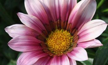 属虎人容易陷入哪种爱情漩涡