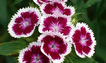 属虎人的爱情底线是什么