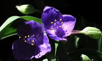 属虎人把什么放在第一位