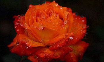 属虎人如何才能打开心扉