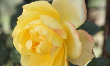 属虎人穿越进了海贼王会是谁