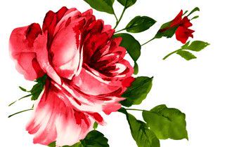 属虎在交往中有着怎样的“洁癖”倾向