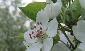 属虎人是什么天才