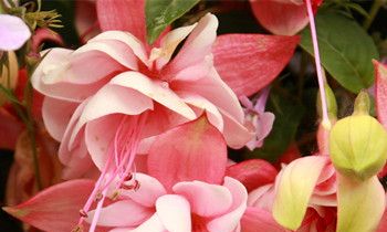 属虎人如何与同事相处