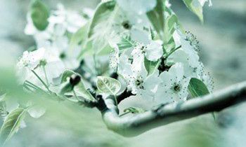 属虎人的爱豆被羞辱会有什么反应