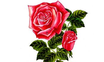 属虎人的人格从什么花中能看出来