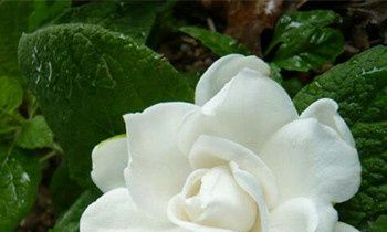 属虎人不为人知的怪癖