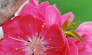 属虎男人都有哪些优点