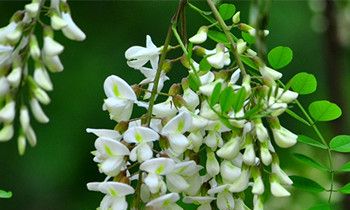 为属虎爸爸选礼物