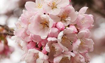 属虎最令人骄傲的优点是什么