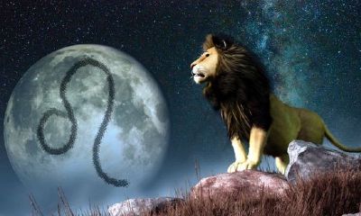 狮子女和狮子男配对