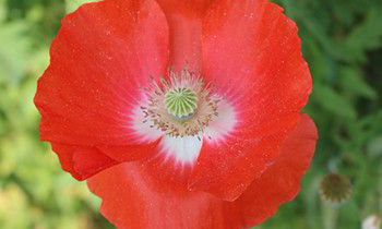 属虎人上辈子做的亏心事是什么