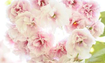 属虎人会如何应对职场冷遇