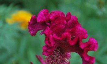 属虎人适合在哪个领域发展