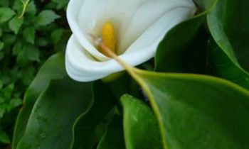 属虎人的爱情凶手是什么