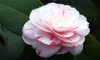 属虎人如何面对恋人的背叛